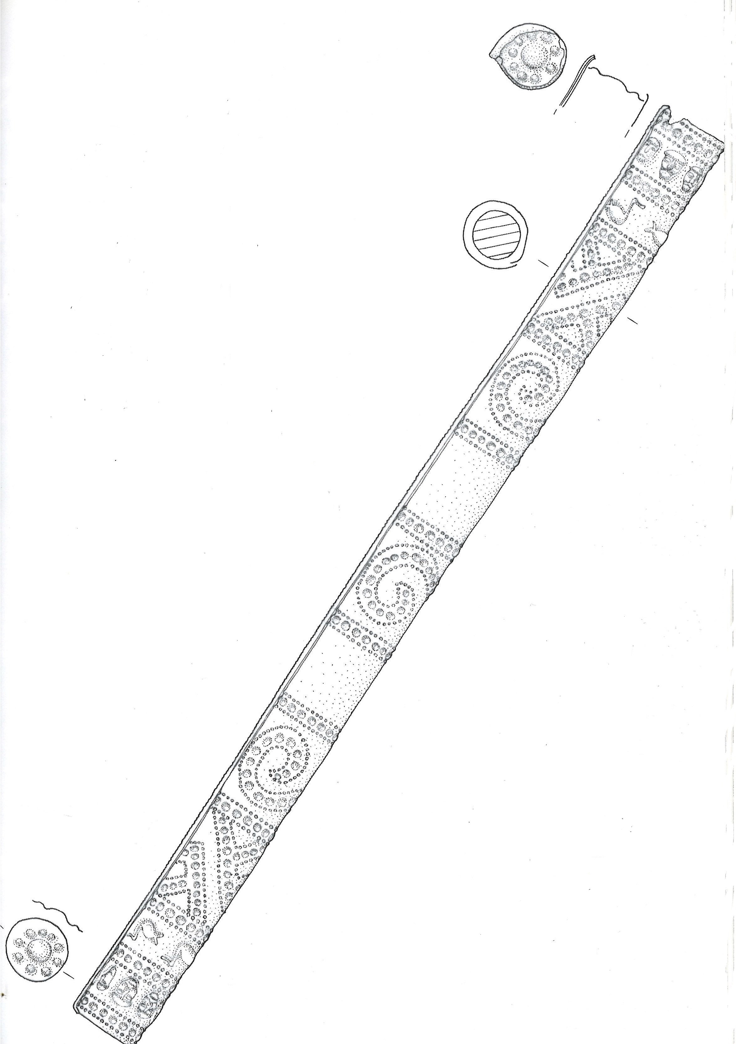 manufatto tubolare, cosiddetto "scettro", Peroni et Alii 1975 tipo Rebato - ambito veneto (VI sec. a. C)