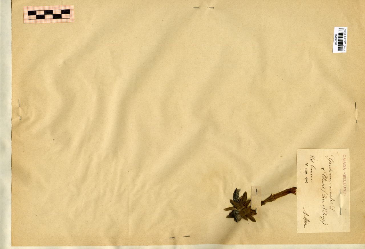 Gentiana acaulis L. α Clusii (Perr. et Song.) - erbario, Erbario Michelangelo Minio, Erbario Michelangelo Minio (1914/08/26)