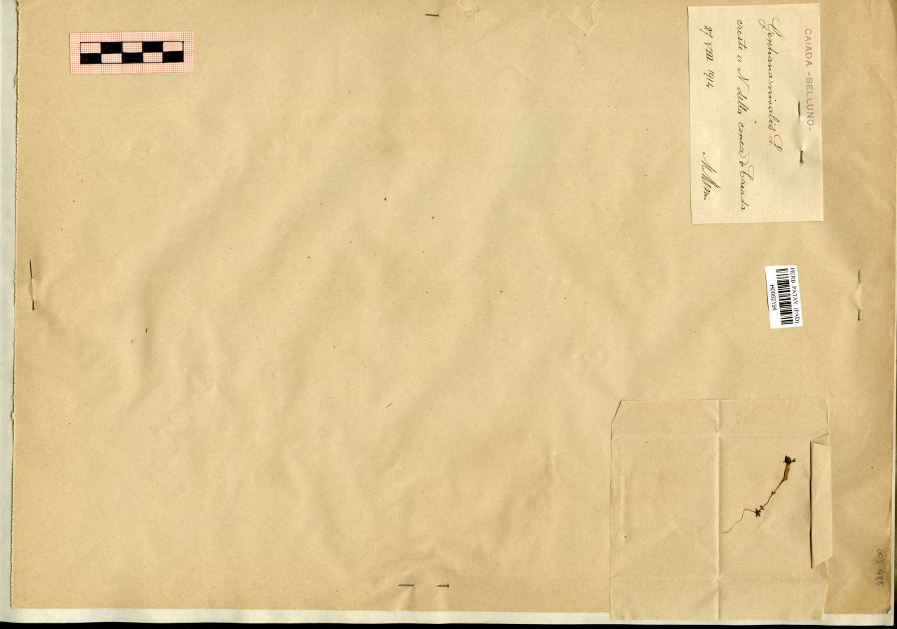 Gentiana nivalis L - erbario, Erbario Michelangelo Minio, Erbario Michelangelo Minio (1914/08/27)