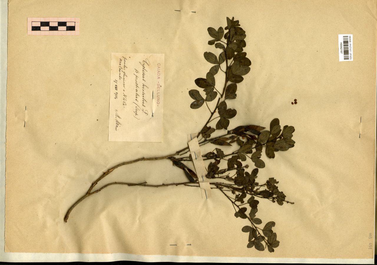Cytisus hirsutus L. β prostratus (Scop.) - erbario, Erbario Michelangelo Minio, Erbario Michelangelo Minio (1914/08/21)