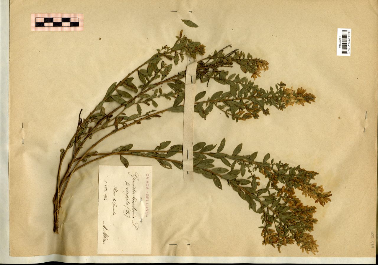 Genista tinctoria L. β virgata (W.) - erbario, Erbario Michelangelo Minio, Erbario Michelangelo Minio (1914/08/08)