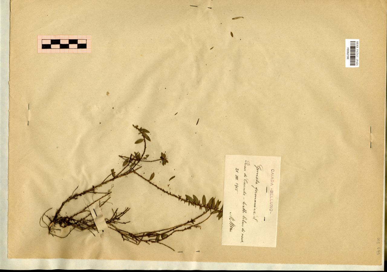 Genista germanica L - erbario, Erbario Michelangelo Minio, Erbario Michelangelo Minio (1915/03/21)