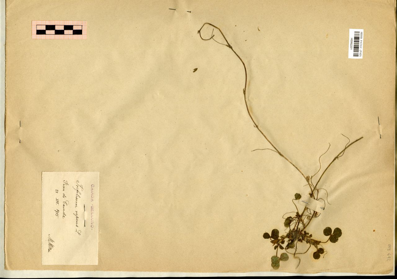 Trifolium repens L - erbario, Erbario Michelangelo Minio, Erbario Michelangelo Minio (1915/03/21)