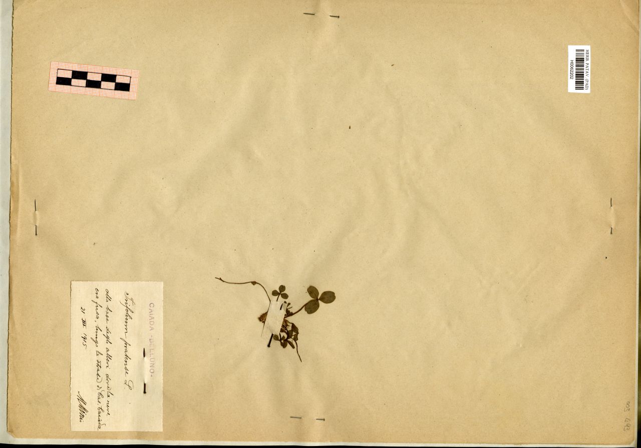 Trifolium pratense L - erbario, Erbario Michelangelo Minio, Erbario Michelangelo Minio (1915/03/21)