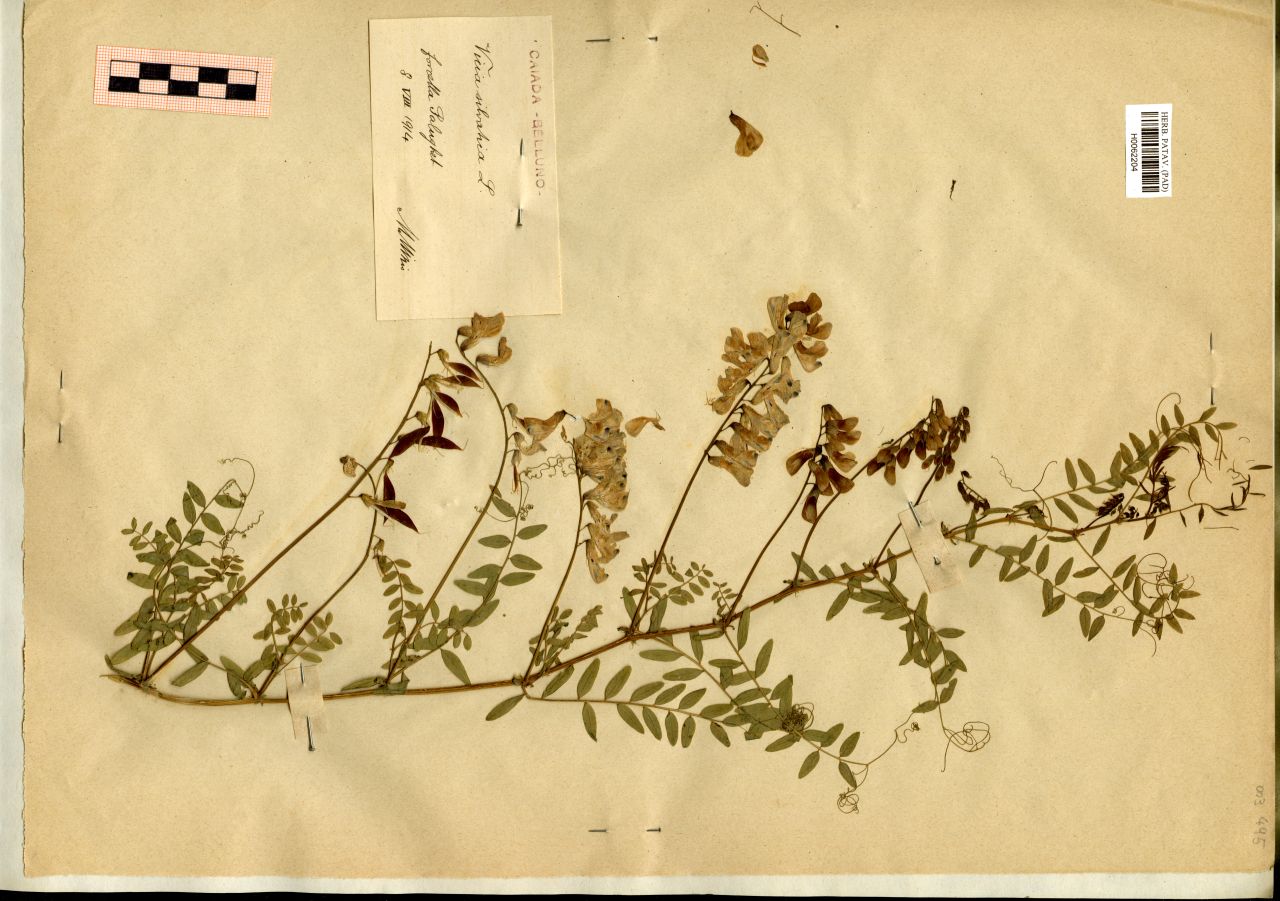 Vicia silvatica L - erbario, Erbario Michelangelo Minio, Erbario Michelangelo Minio (1914/08/08)