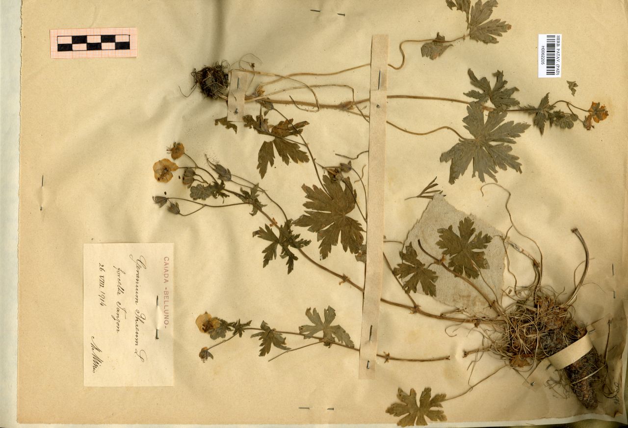 Geranium Phaeum L - erbario, Erbario Michelangelo Minio, Erbario Michelangelo Minio (1914/08/26)