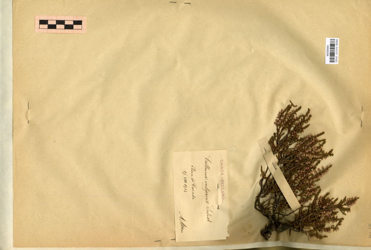 Calluna vulgaris Salisb - erbario, Erbario Michelangelo Minio, Erbario Michelangelo Minio (1914/08/27)