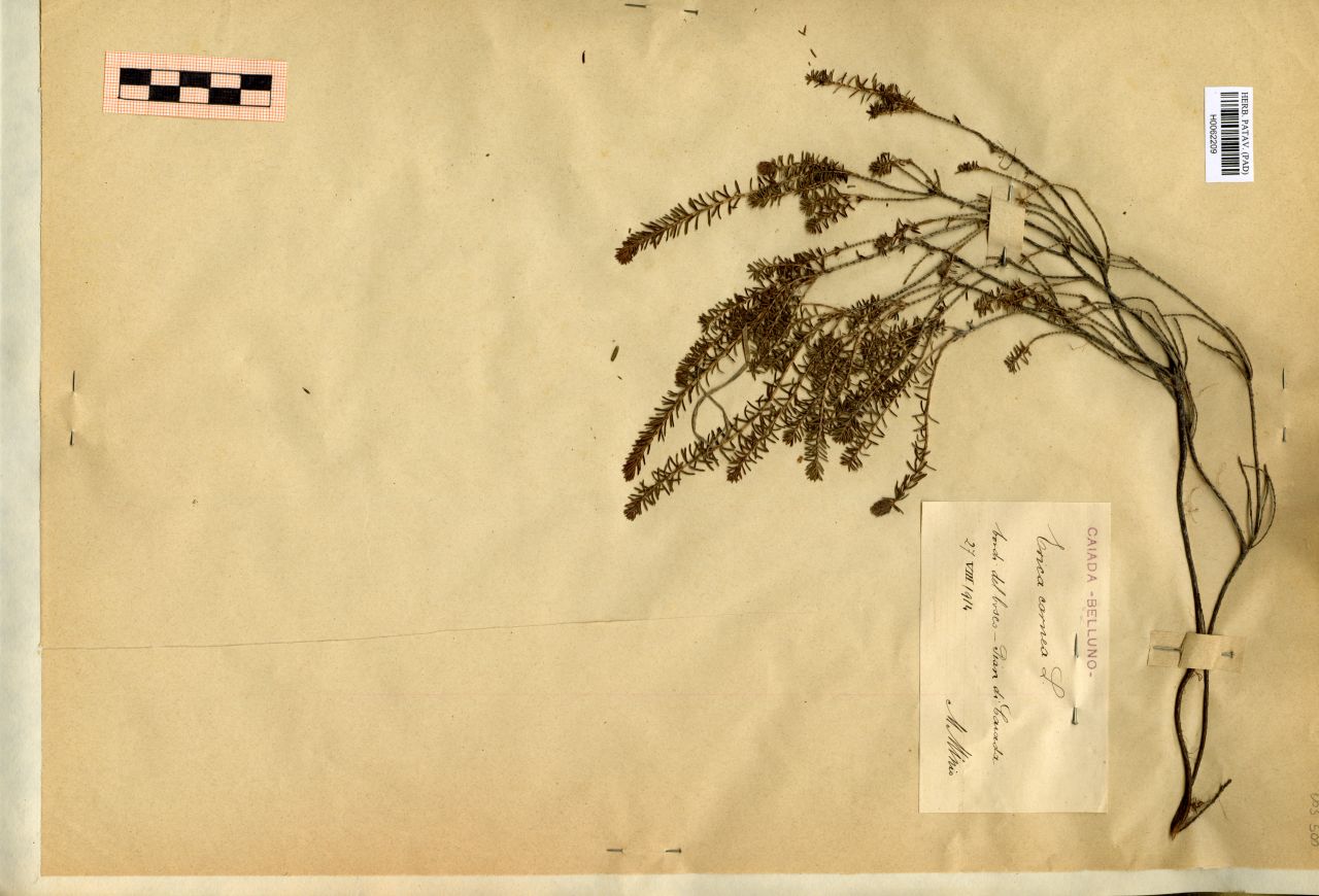 Erica carnea L - erbario, Erbario Michelangelo Minio, Erbario Michelangelo Minio (1914/08/27)