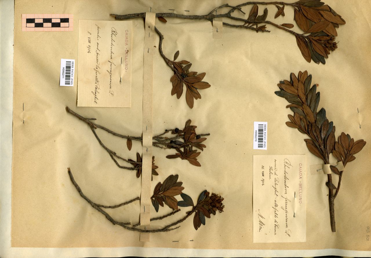 Rhododendron ferrugineum L - erbario, Erbario Michelangelo Minio, Erbario Michelangelo Minio (1914/08/08)