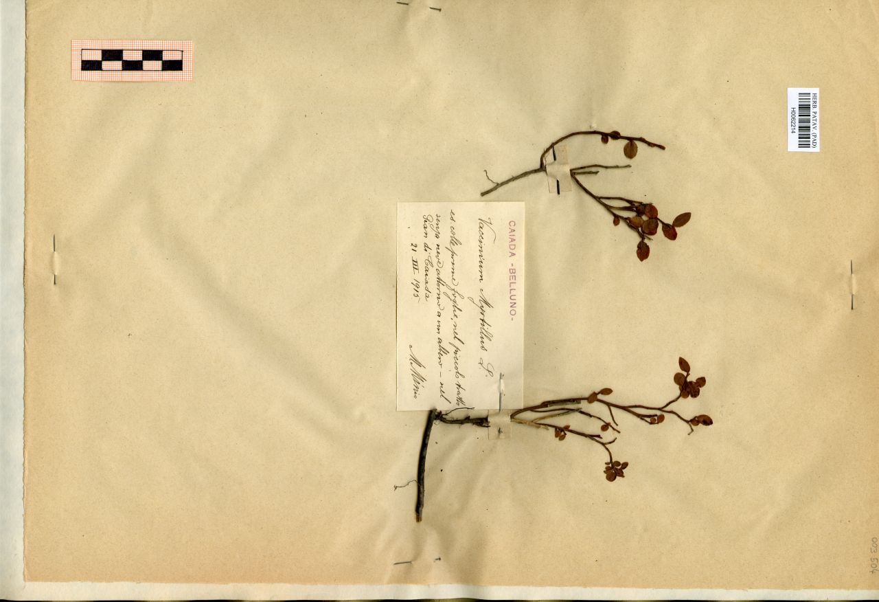 Vaccinium Myrtillus L - erbario, Erbario Michelangelo Minio, Erbario Michelangelo Minio (1915/03/21)