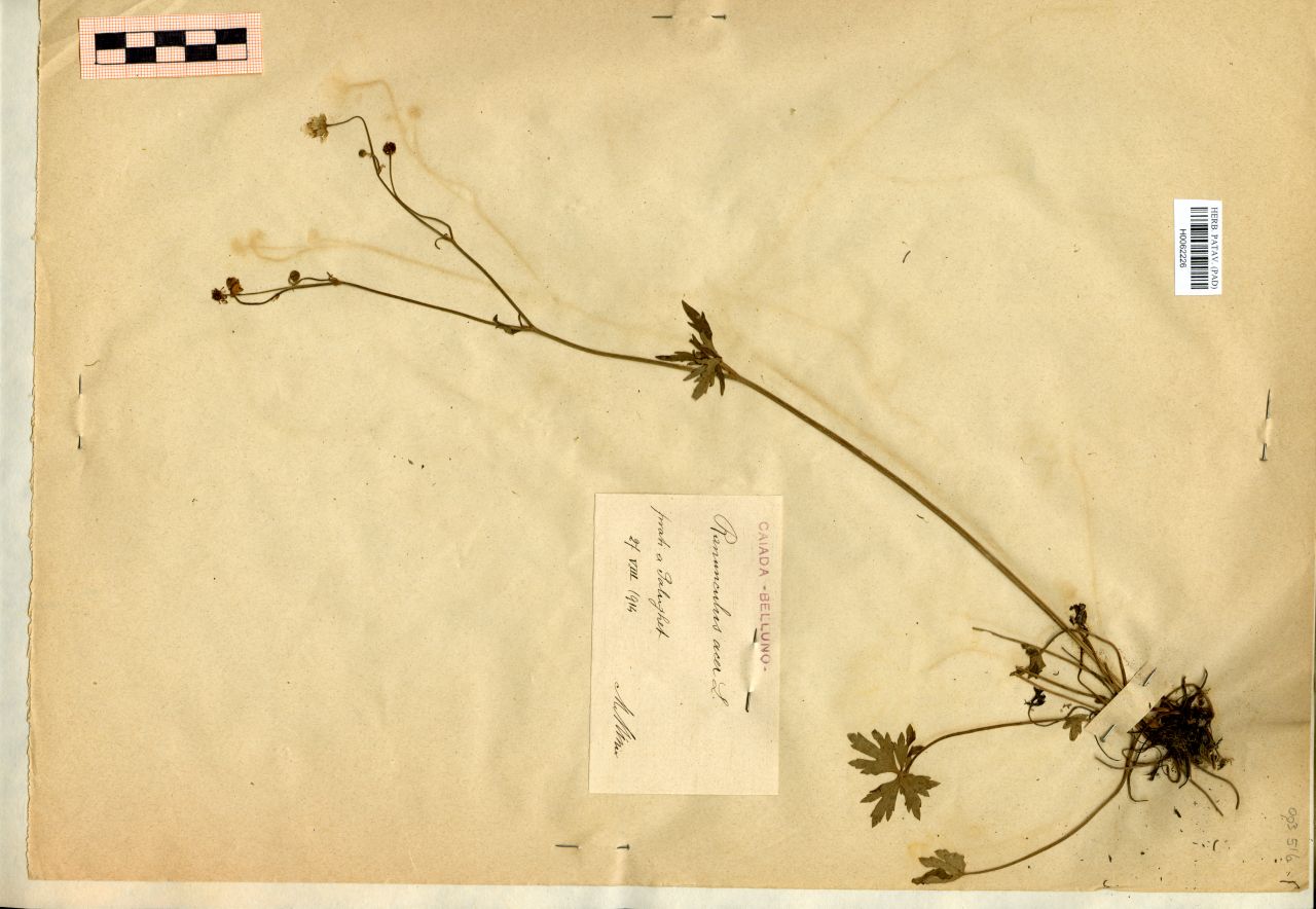 Ranunculus acer L - erbario, Erbario Michelangelo Minio, Erbario Michelangelo Minio (1914/08/27)