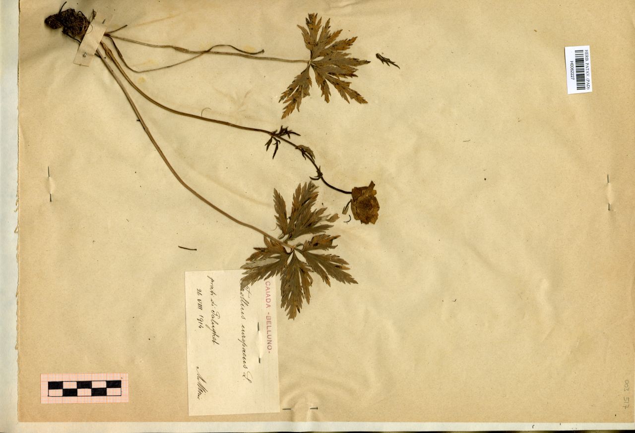 Trollius europaeus L - erbario, Erbario Michelangelo Minio, Erbario Michelangelo Minio (1914/08/26)