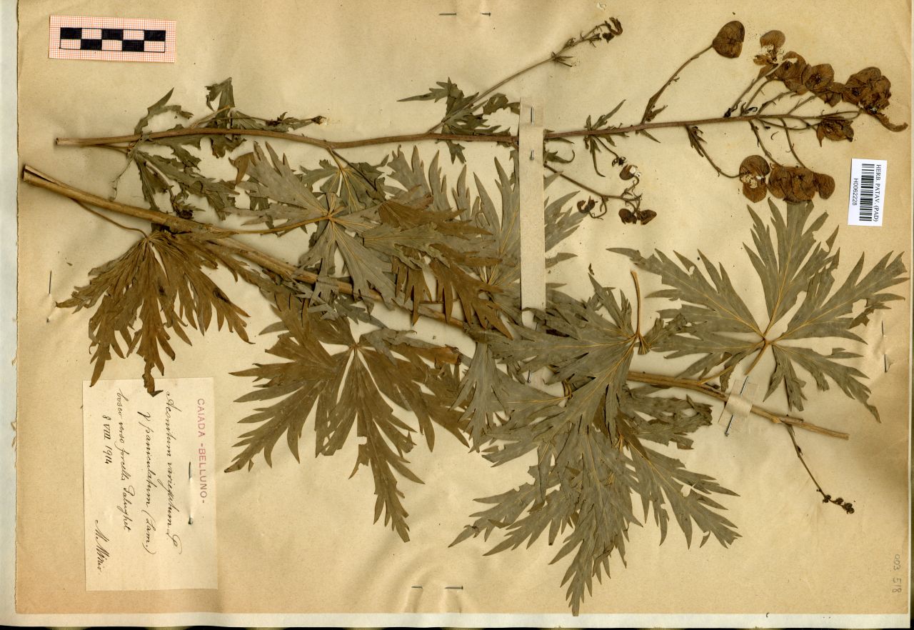 Aconitum variegatum L - erbario, Erbario Michelangelo Minio, Erbario Michelangelo Minio (1914/08/08)