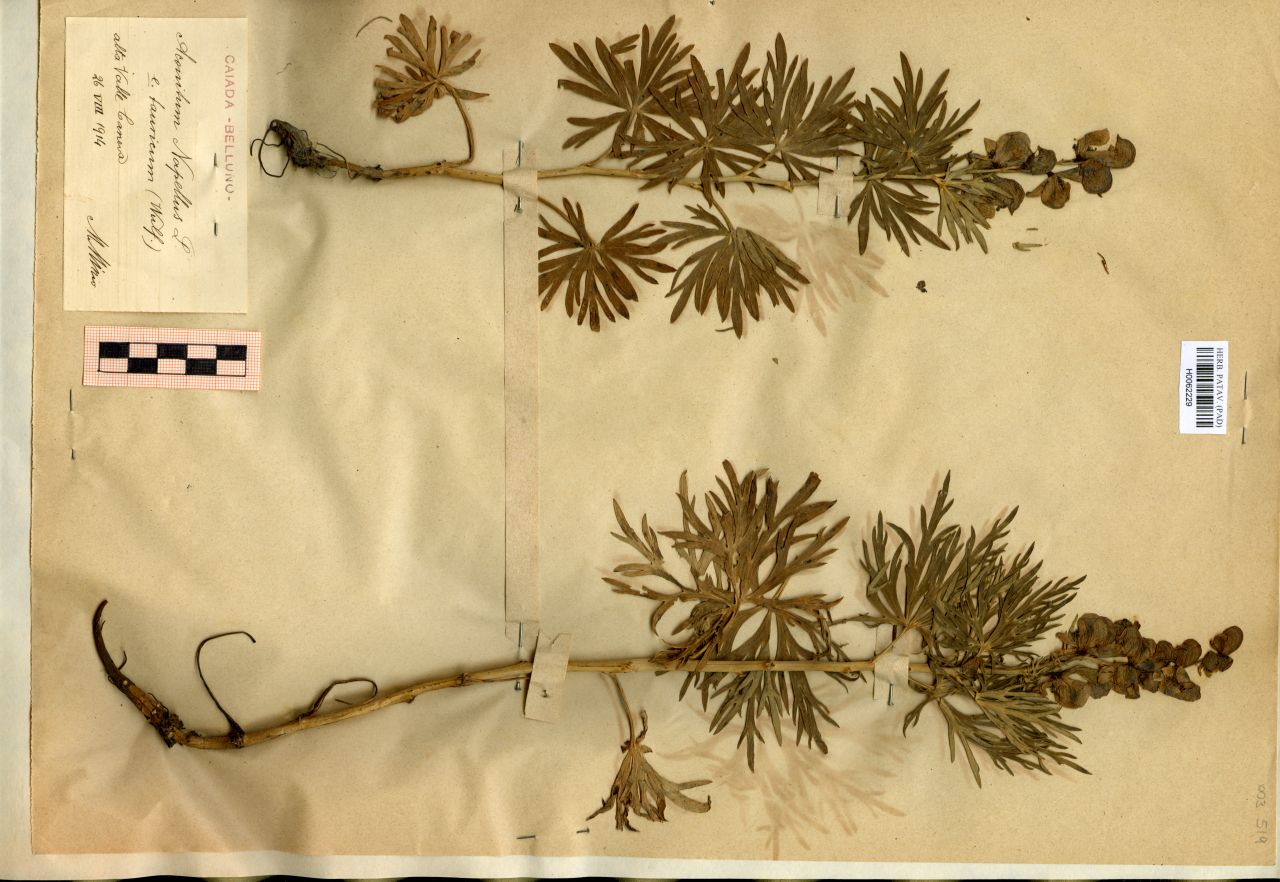 Aconitum Napellus L. e. tauricum (Wulf.) - erbario, Erbario Michelangelo Minio, Erbario Michelangelo Minio (1914/08/26)
