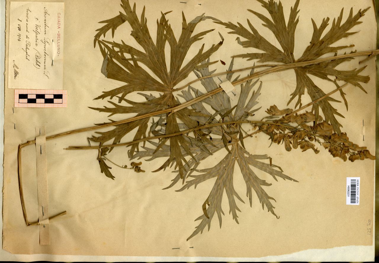 Aconitum Lycoctonum L. e. Vulparia (Rchb.) - erbario, Erbario Michelangelo Minio, Erbario Michelangelo Minio (1914/08/08)