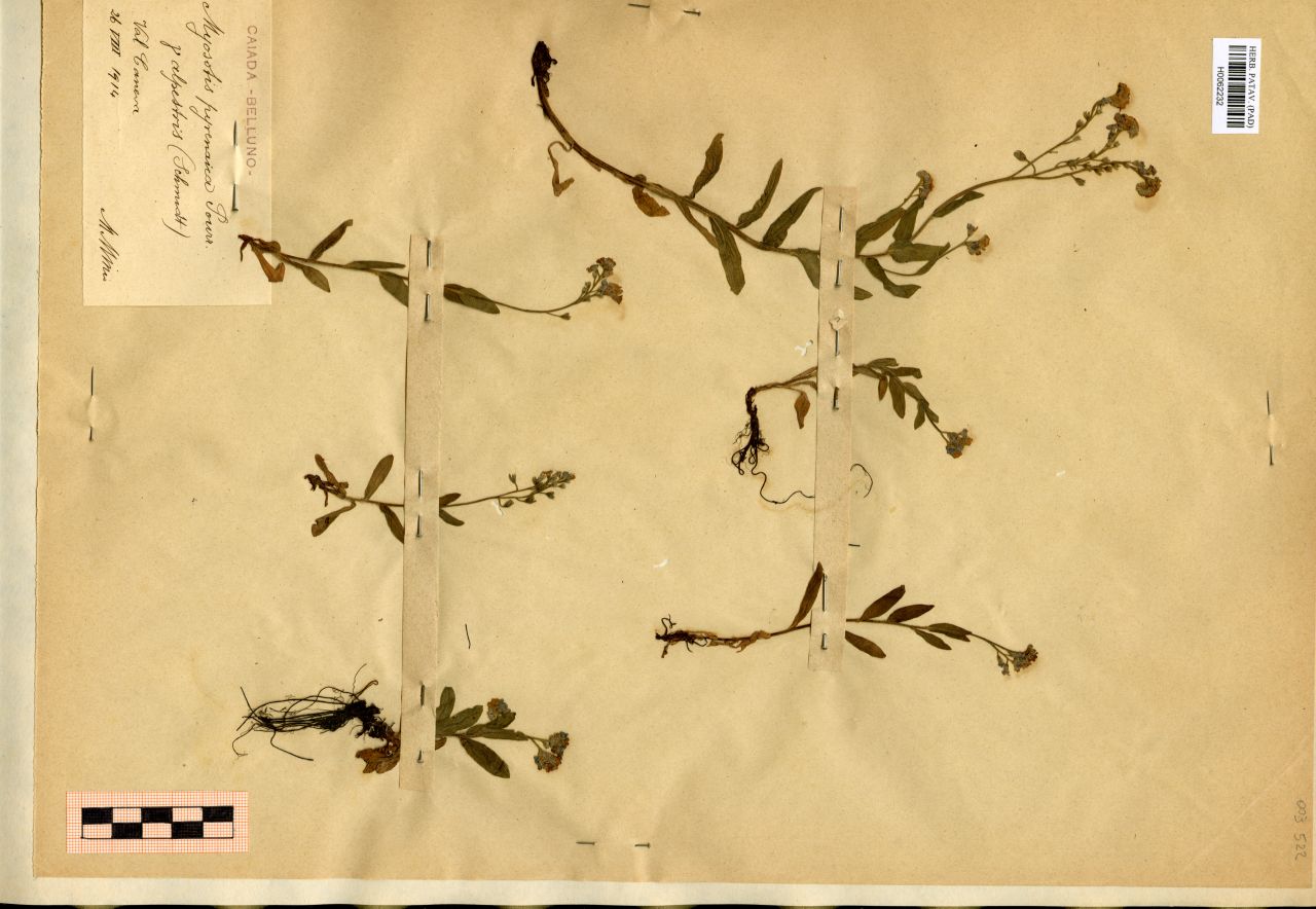 Myosotis pyrenaica Pourr. γ alpestris (Schmidt) - erbario, Erbario Michelangelo Minio, Erbario Michelangelo Minio (1914/08/26)