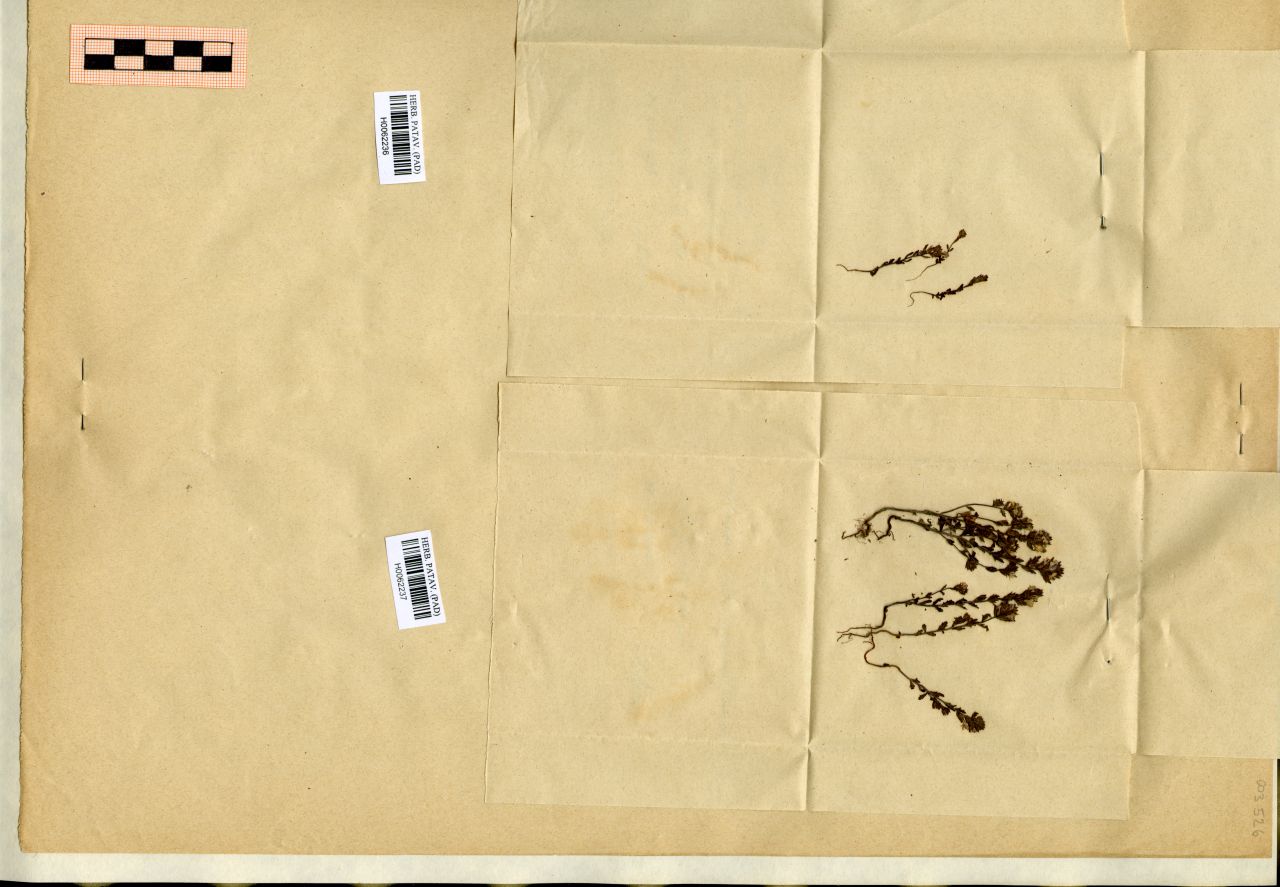 Euphrasia salisburgensis Funck - erbario, Erbario Michelangelo Minio, Erbario Michelangelo Minio (1914/08/26)