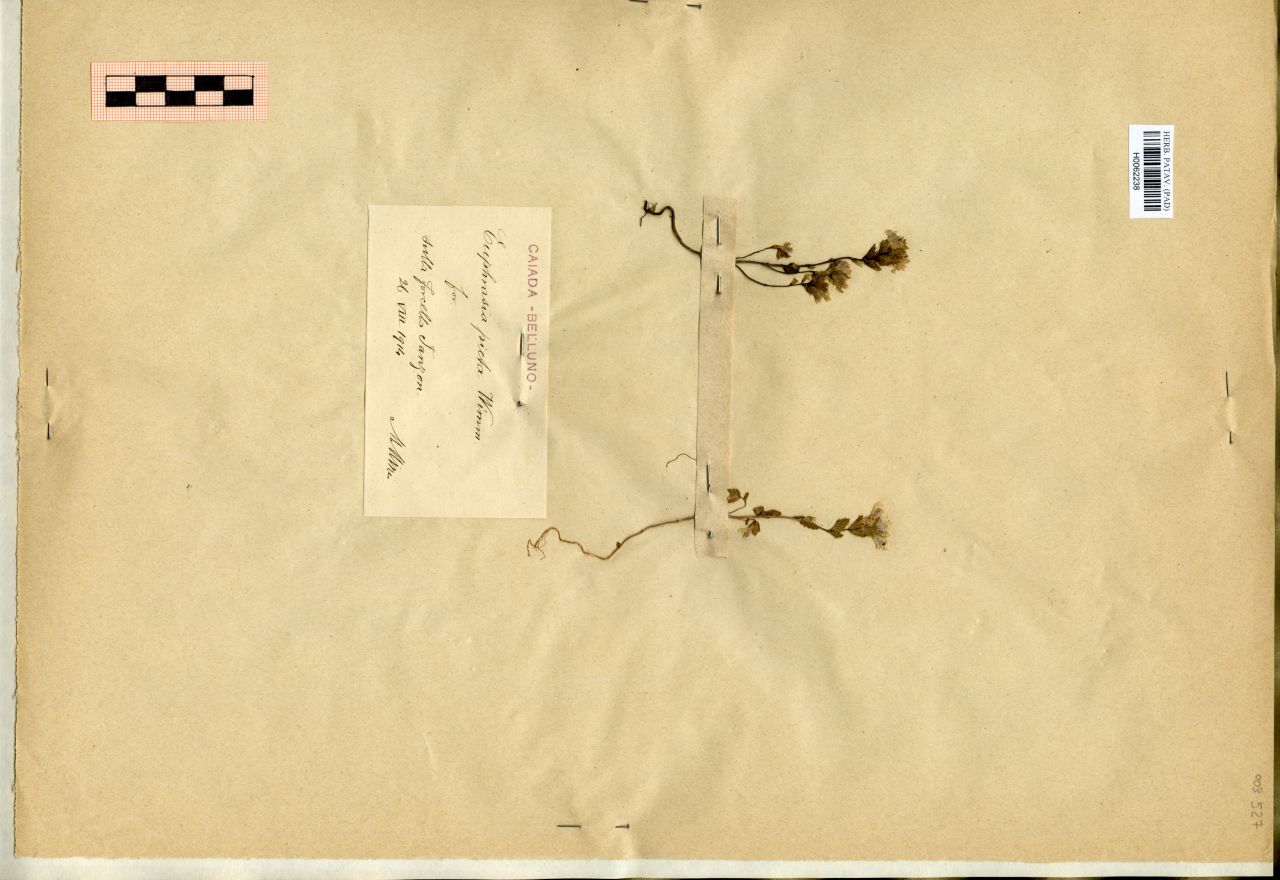 Euphrasia picta Wimm. for - erbario, Erbario Michelangelo Minio, Erbario Michelangelo Minio (1914/08/26)