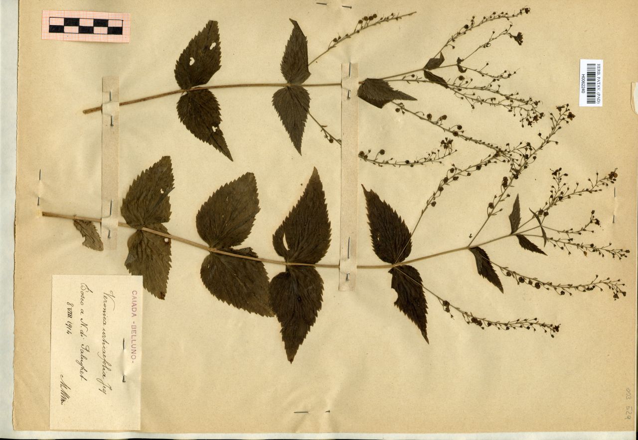 Veronica urticaefolia Jacq - erbario, Erbario Michelangelo Minio, Erbario Michelangelo Minio (1914/08/08)