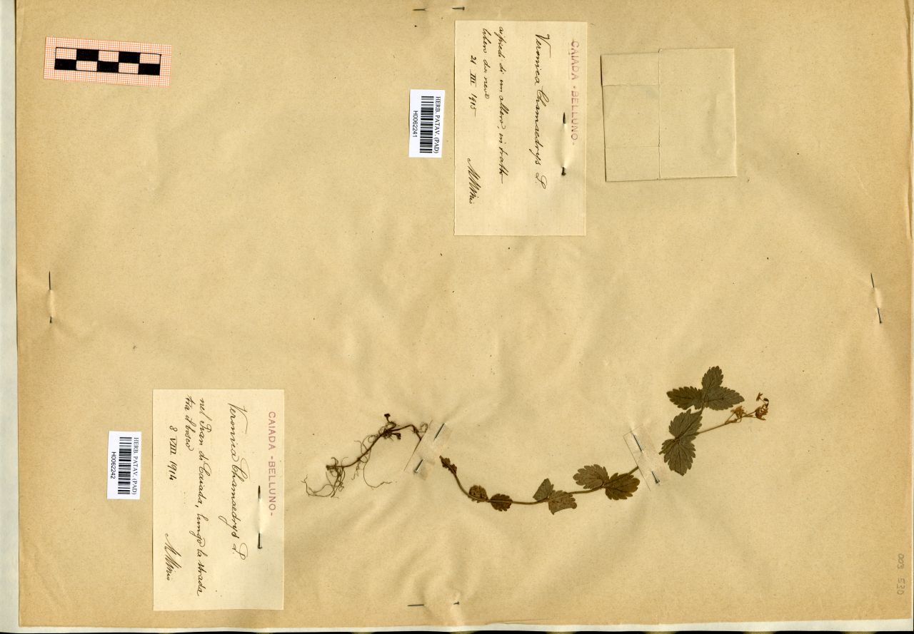 Veronica Chamaedrys L - erbario, Erbario Michelangelo Minio, Erbario Michelangelo Minio (1914/08/08)