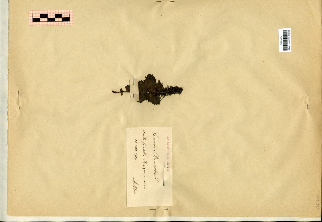 Veronica Bonarota L - erbario, Erbario Michelangelo Minio, Erbario Michelangelo Minio (1914/08/26)