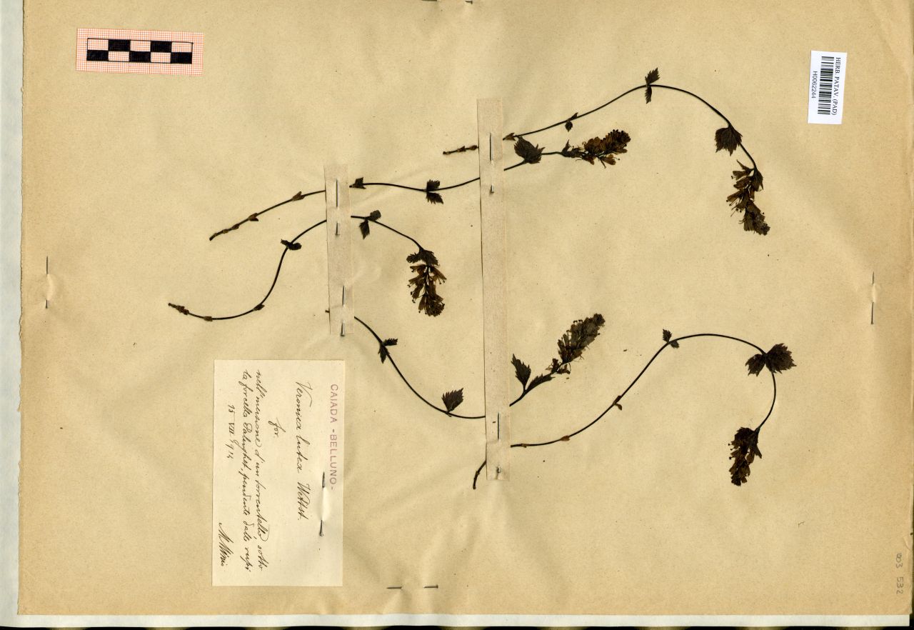 Veronica lutea Wettst. for - erbario, Erbario Michelangelo Minio, Erbario Michelangelo Minio (1914/07/15)