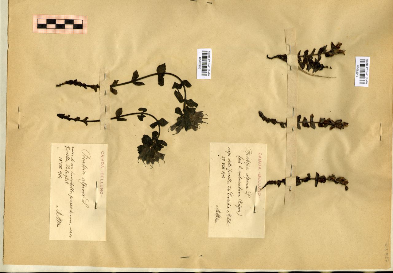 Bartsia alpina L - erbario, Erbario Michelangelo Minio, Erbario Michelangelo Minio (1914/07/15)