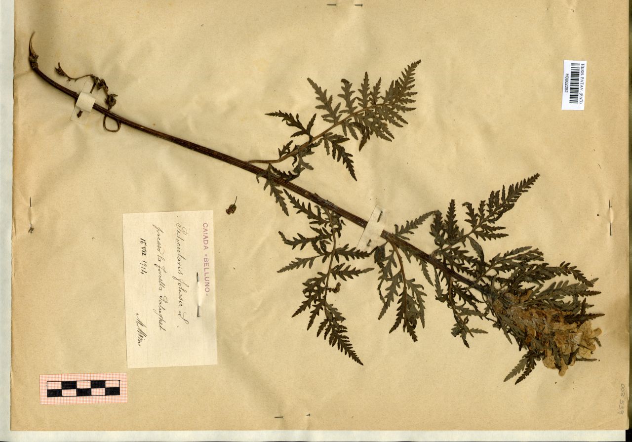 Pedicularis foliosa L - erbario, Erbario Michelangelo Minio, Erbario Michelangelo Minio (1914/07/15)