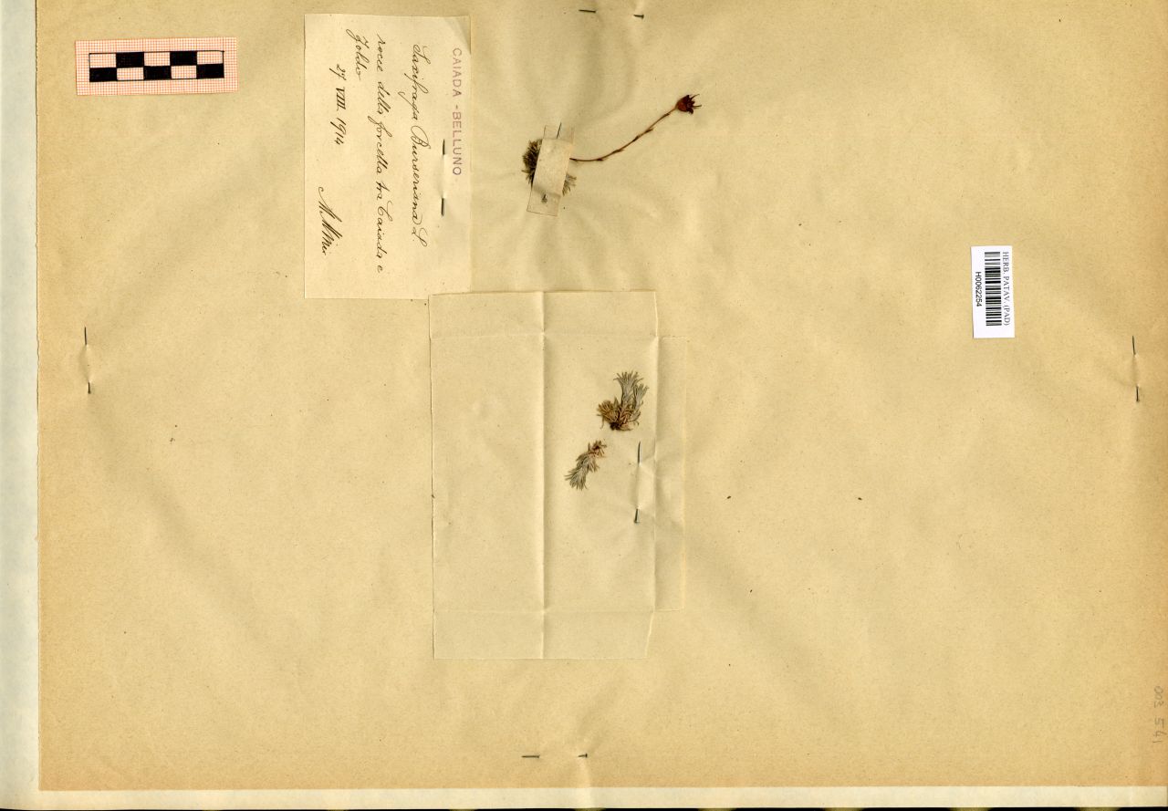 Saxifraga Burseriana L - erbario, Erbario Michelangelo Minio, Erbario Michelangelo Minio (1914/08/27)