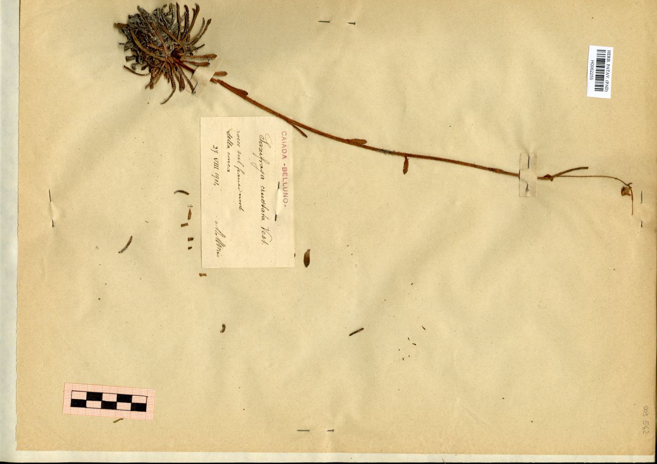 Saxifraga crustata Vest - erbario, Erbario Michelangelo Minio, Erbario Michelangelo Minio (1914/08/27)