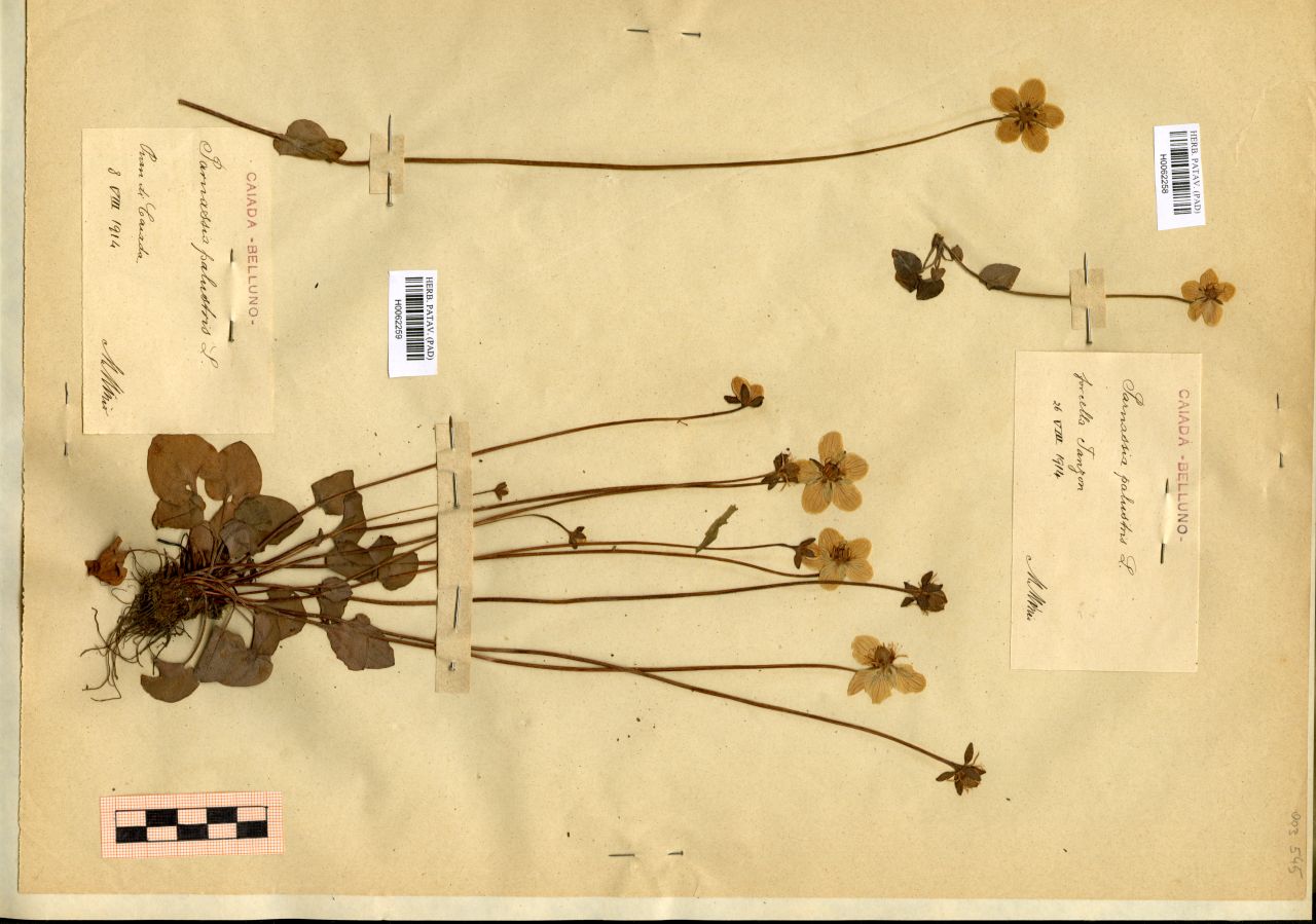 Parnassia palustris L - erbario, Erbario Michelangelo Minio, Erbario Michelangelo Minio (1914/08/26)