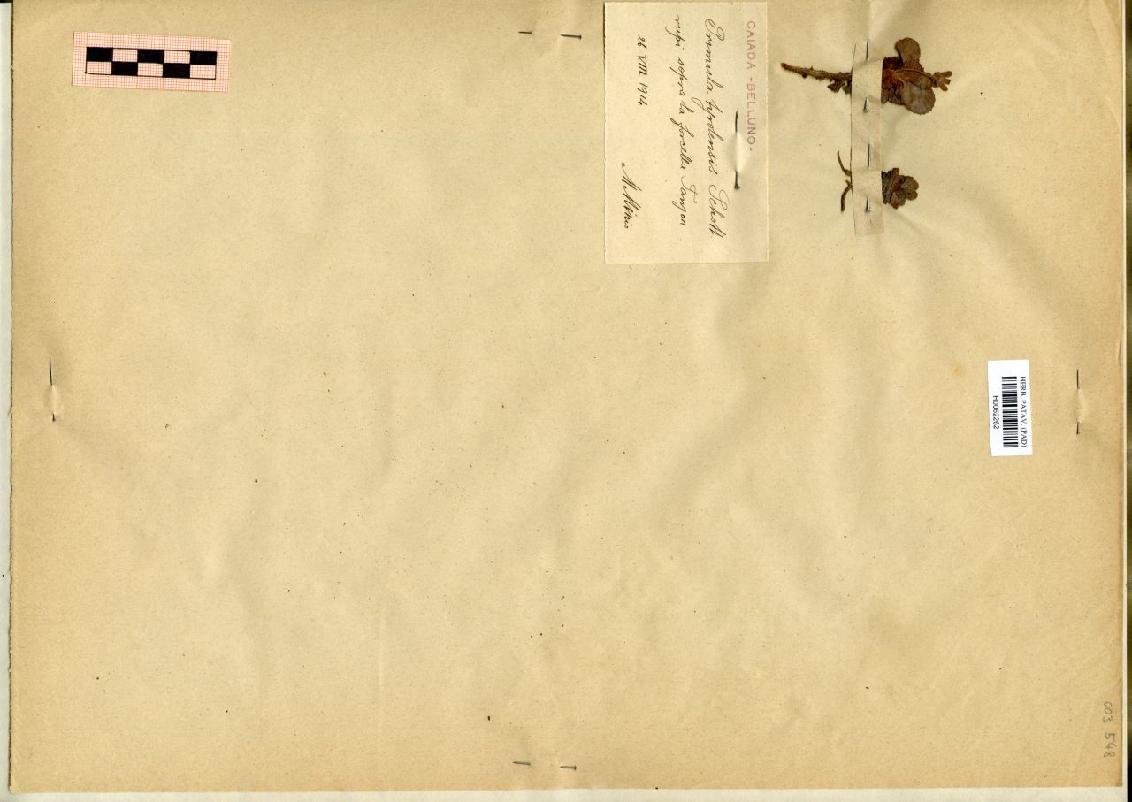Primula tyrolensis Schott - erbario, Erbario Michelangelo Minio, Erbario Michelangelo Minio (1914/08/26)