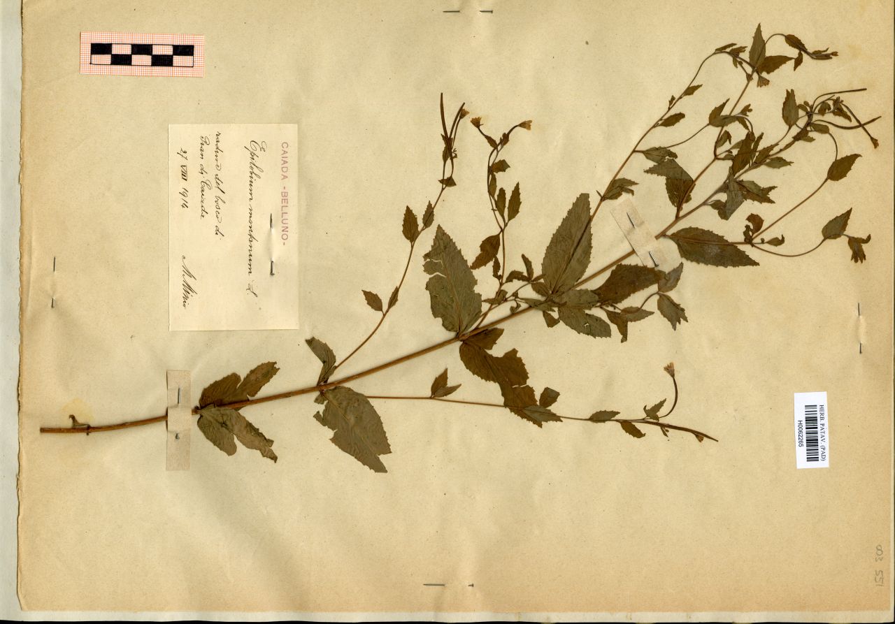 Epilobium montanum L - erbario, Erbario Michelangelo Minio, Erbario Michelangelo Minio (1914/08/27)