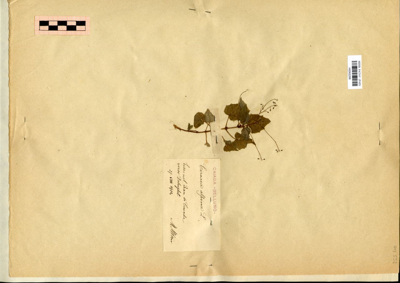 Circaea alpina L - erbario, Erbario Michelangelo Minio, Erbario Michelangelo Minio (1914/08/27)