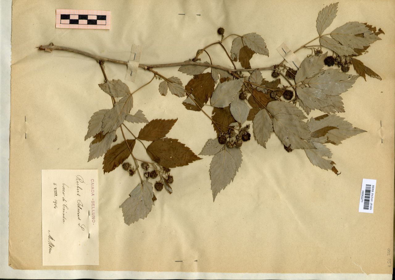 Rubus Idaeus L - erbario, Erbario Michelangelo Minio, Erbario Michelangelo Minio (1914/08/08)