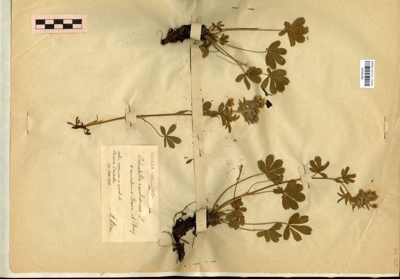 Potentilla caulescens L. α anadema Burn. et Briq - erbario, Erbario Michelangelo Minio, Erbario Michelangelo Minio (1914/08/27)