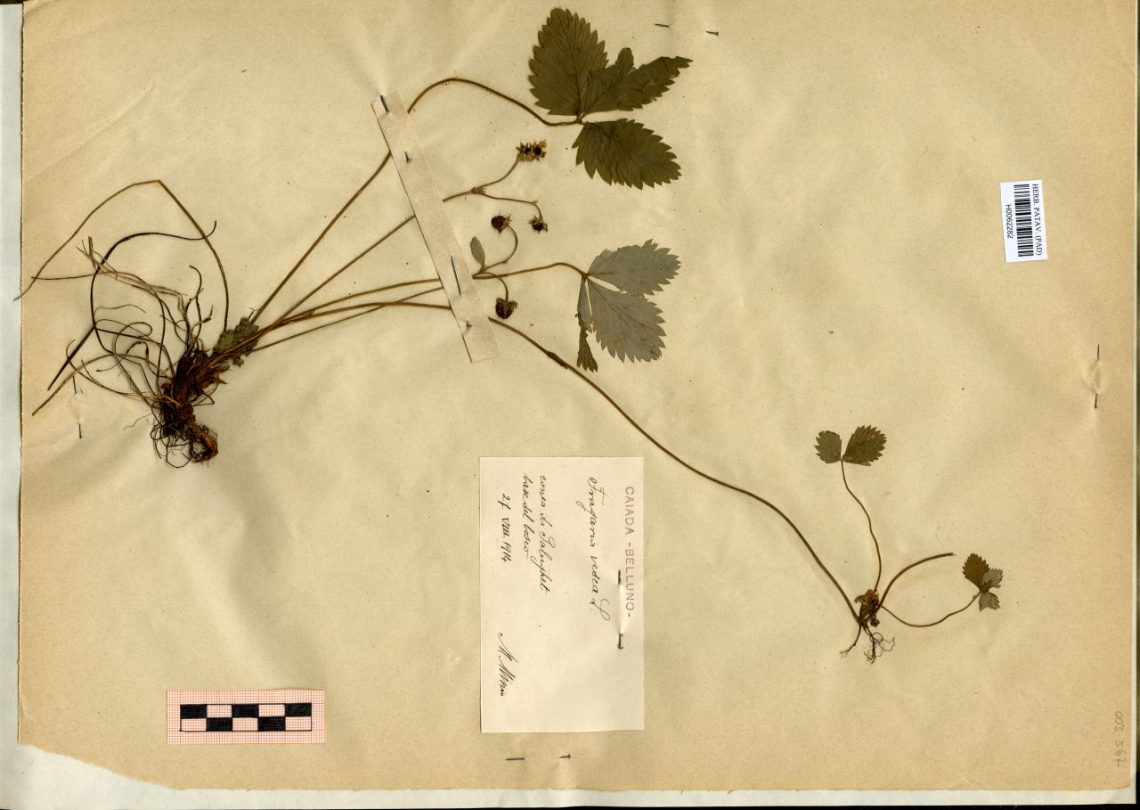 Fragaria vesca L - erbario, Erbario Michelangelo Minio, Erbario Michelangelo Minio (1914/08/27)
