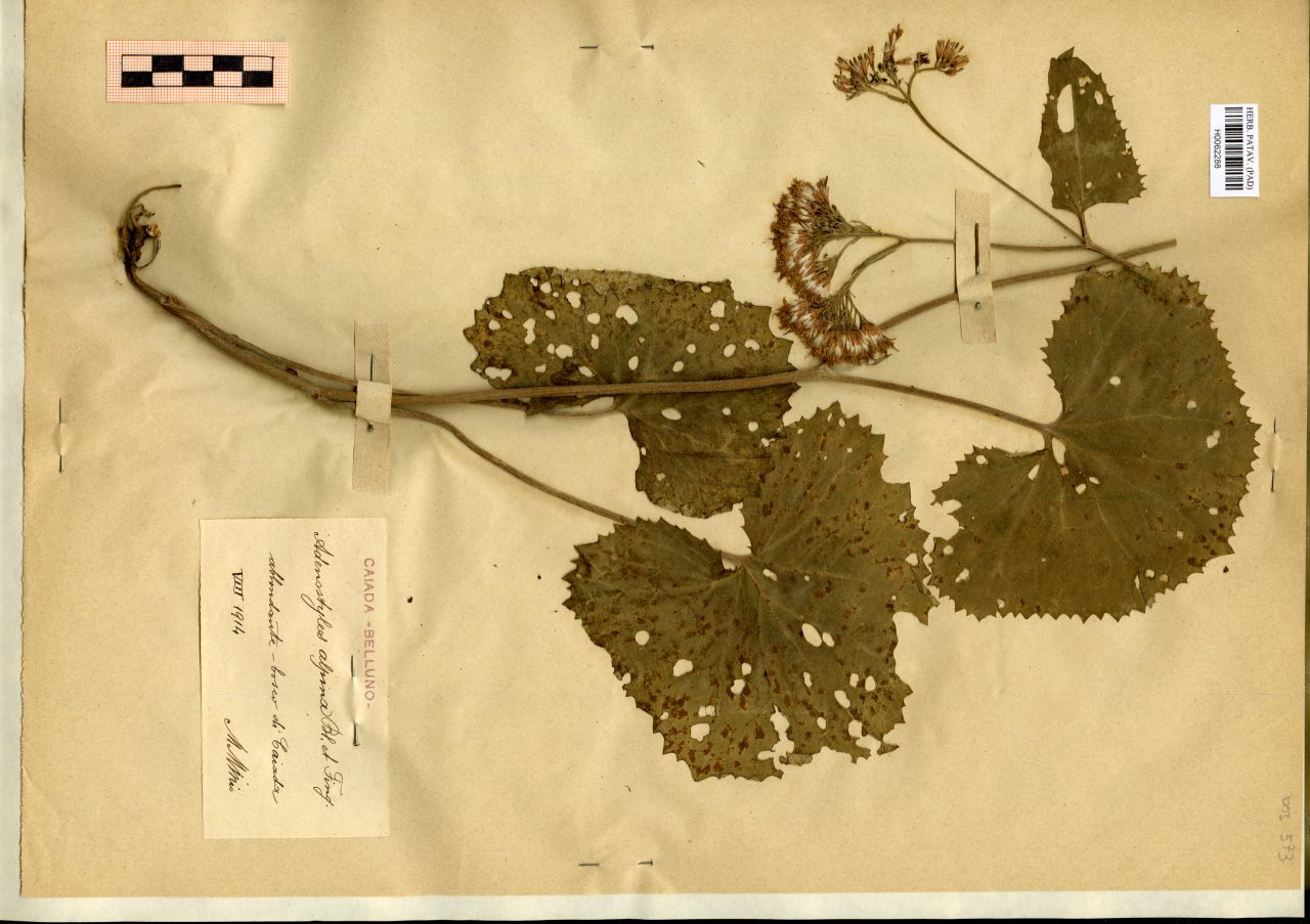 Adenostyles alpina Bl. et Fing - erbario, Erbario Michelangelo Minio, Erbario Michelangelo Minio (1914/08)