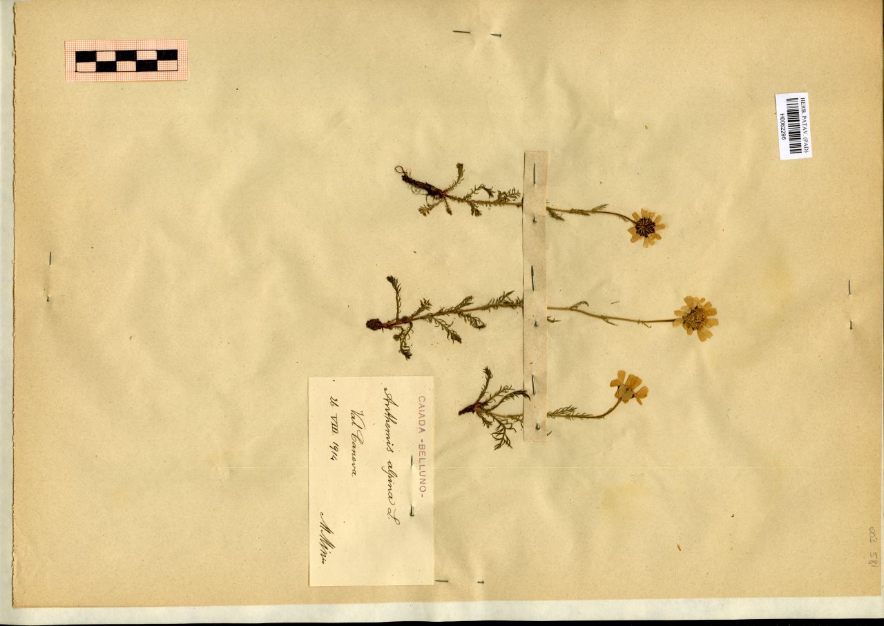 Anthemis alpina L - erbario, Erbario Michelangelo Minio, Erbario Michelangelo Minio (1914/08/26)