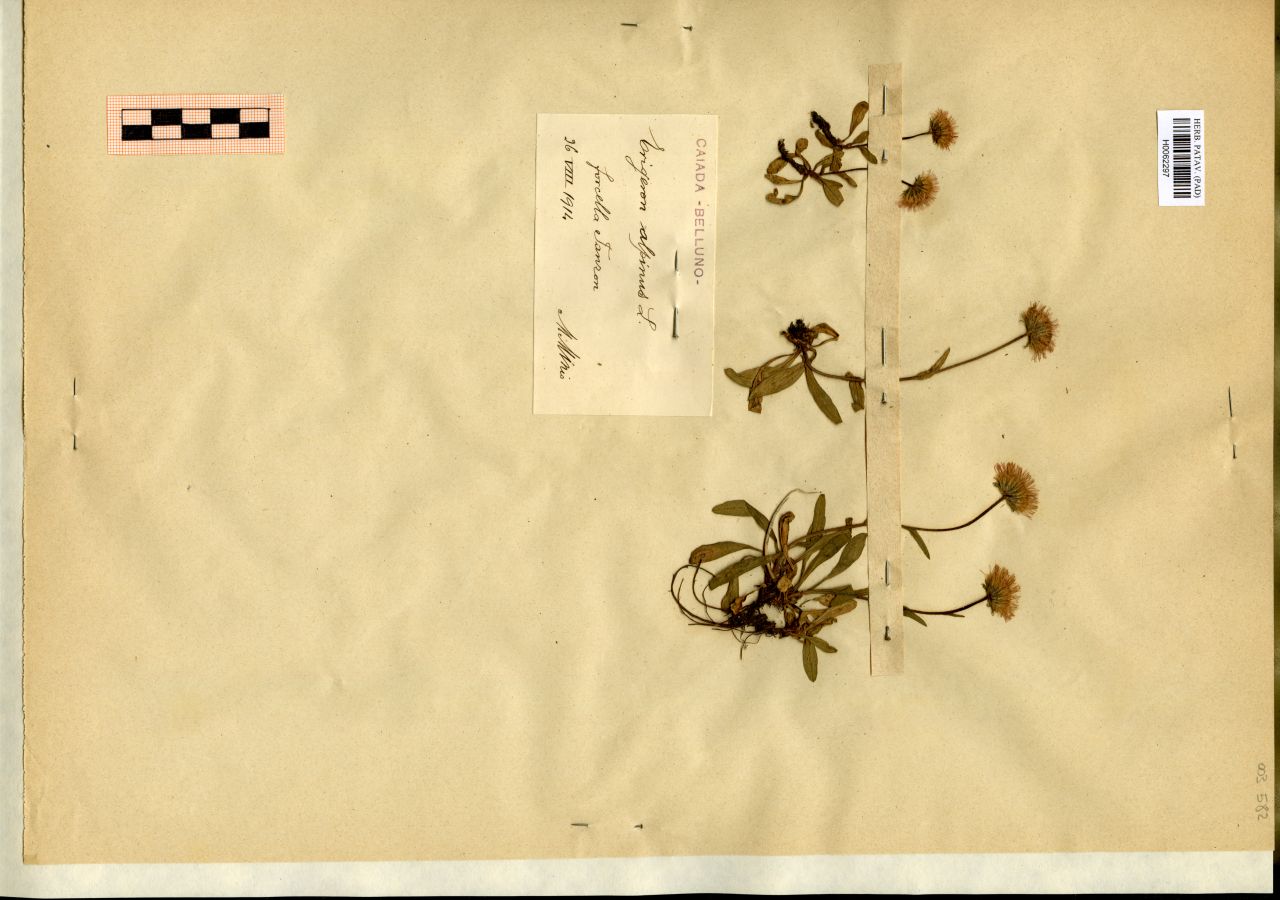 Erigeron alpinus L - erbario, Erbario Michelangelo Minio, Erbario Michelangelo Minio (1914/08/26)