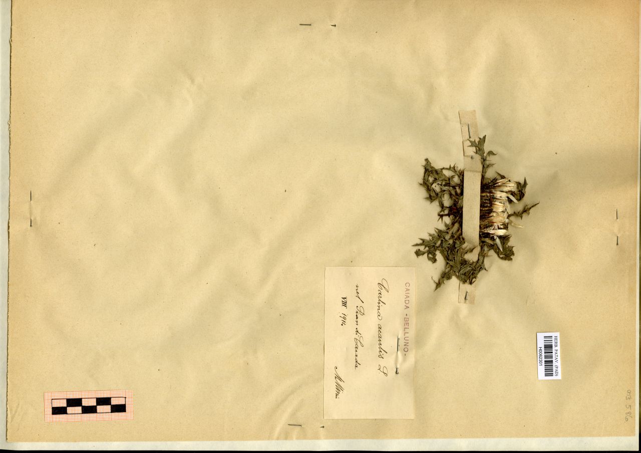 Carlina acaulis L - erbario, Erbario Michelangelo Minio, Erbario Michelangelo Minio (1914/08)