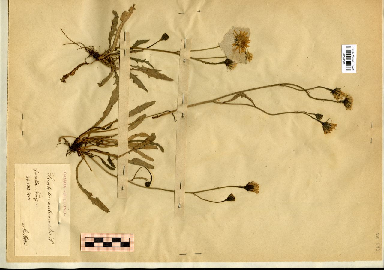 Leontodon autumnalis L - erbario, Erbario Michelangelo Minio, Erbario Michelangelo Minio (1914/08/26)