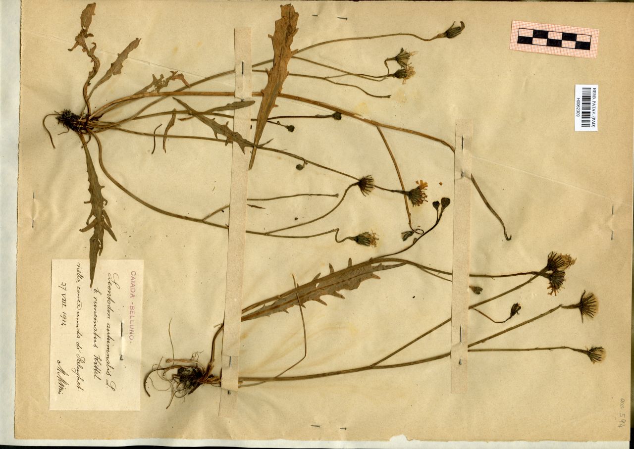 Leontodon autumnalis L. b. runcinatus Kittel - erbario, Erbario Michelangelo Minio, Erbario Michelangelo Minio (1914/08/27)