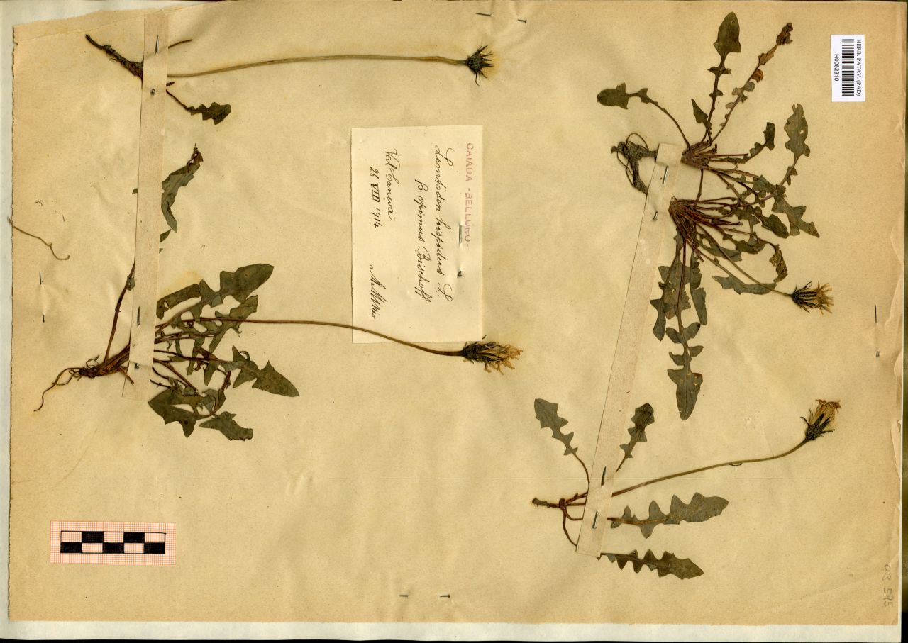 Leontodon hispidus L. ϐ opimus Bischoff - erbario, Erbario Michelangelo Minio, Erbario Michelangelo Minio (1914/08/26)