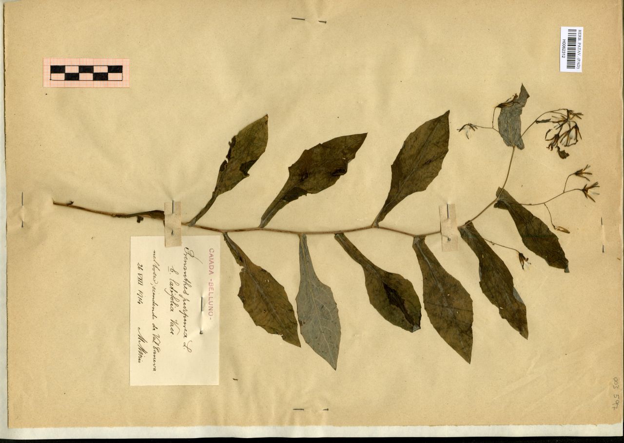 Prenanthes purpurea L. b. latifolia Vacc - erbario, Erbario Michelangelo Minio, Erbario Michelangelo Minio (1914/08/26)