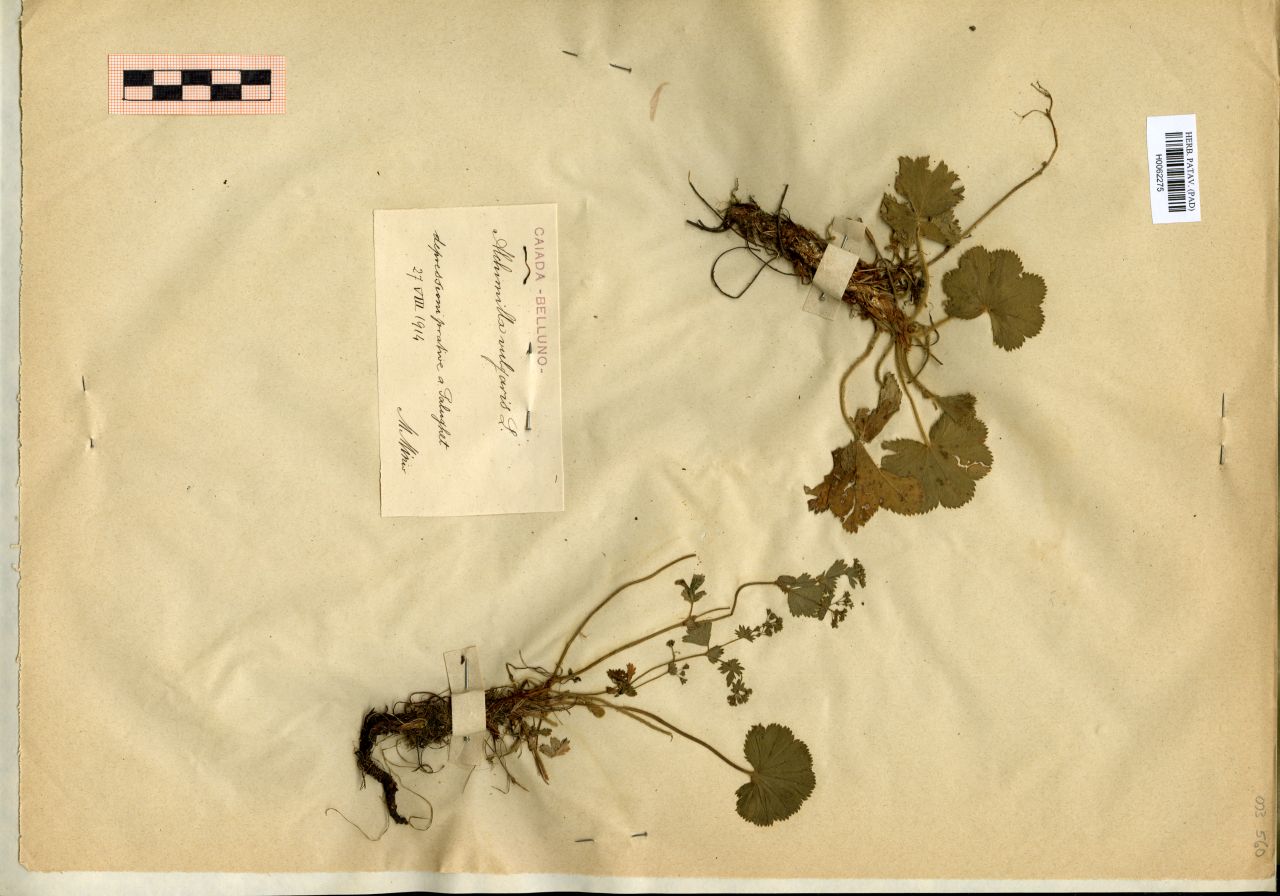 Alchimilla vulgaris L - erbario, Erbario Michelangelo Minio, Erbario Michelangelo Minio (1914/08/27)