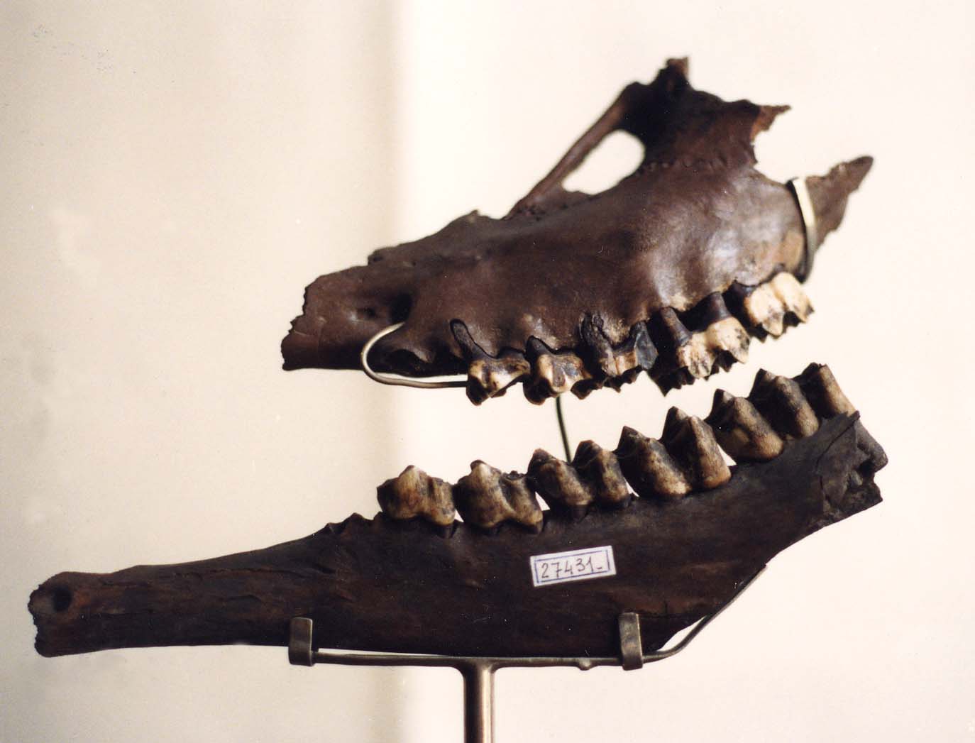 fossile (osso mandibolare e osso mascellare sinistri)