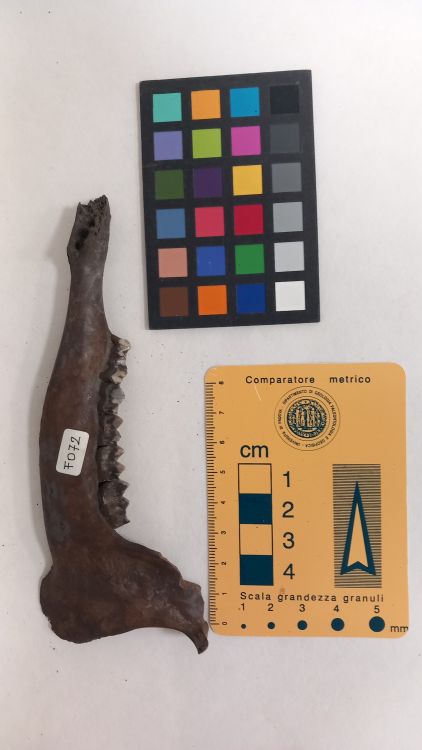 fossile (Capriolo - ramo mandibolare, esemplare)