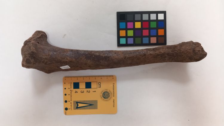 fossile (Orso - tibia, esemplare)