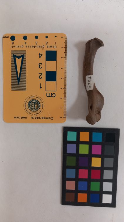 fossile (Lontra - omero)